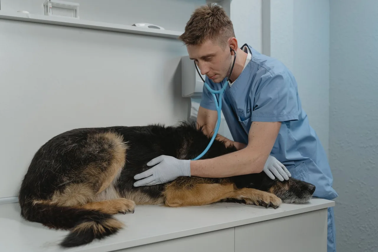 A veterinarian listening to a dog with a stethoscope on the exam table