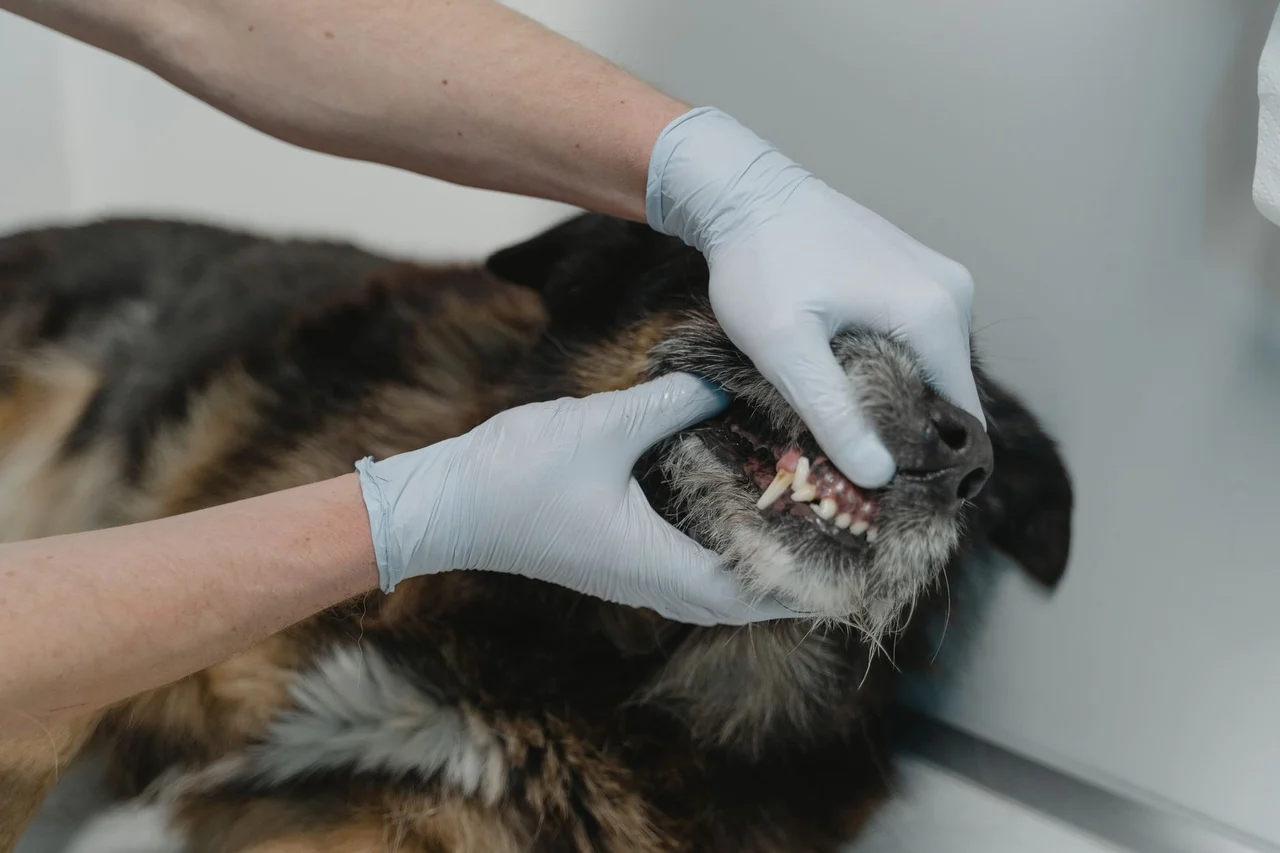Gloved hands checking a dog’s teeth during a dental exam