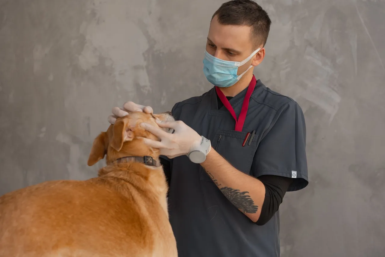 Un veterinario examinando a un perro en la clínica