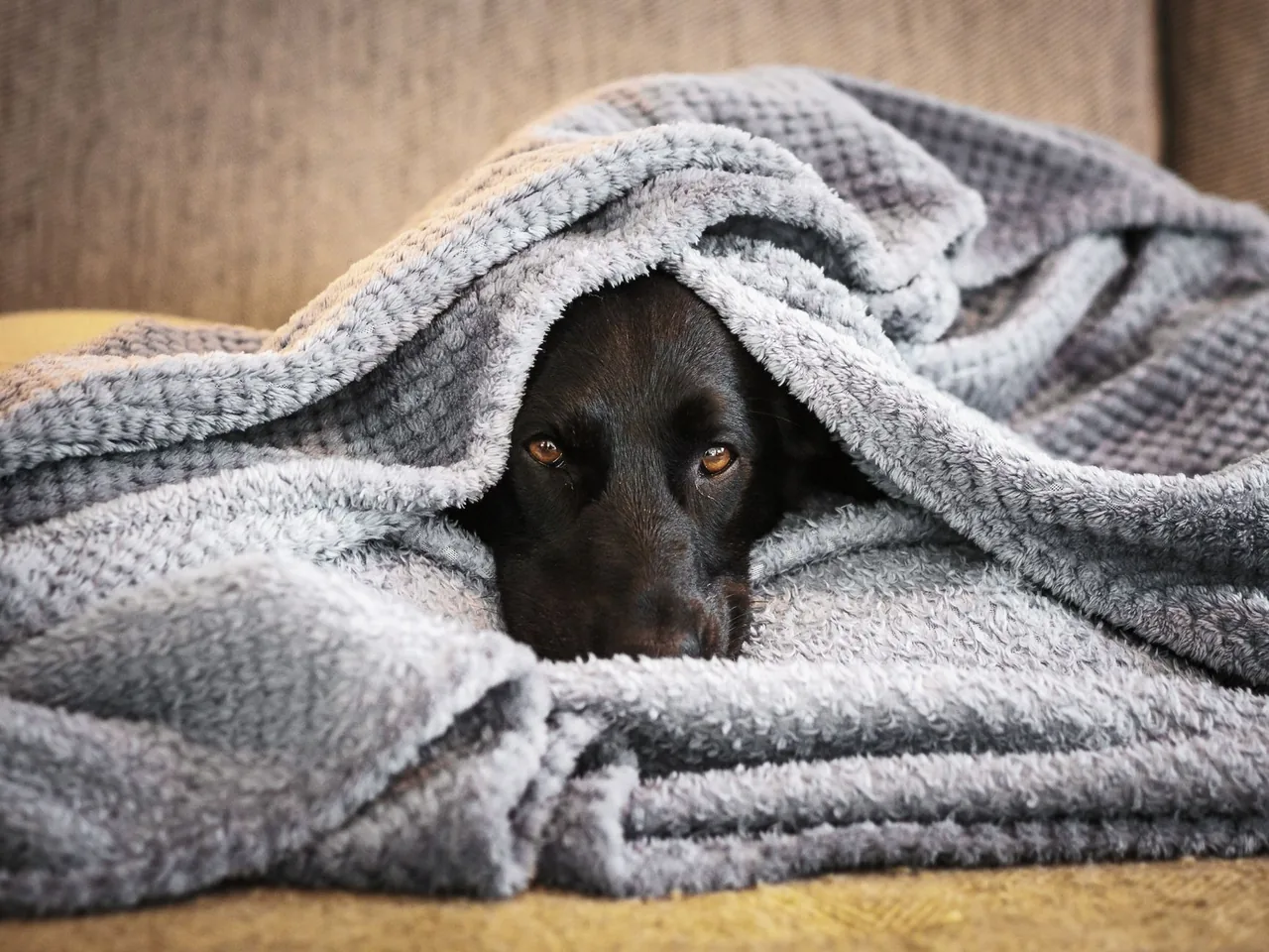 A dog resting wrapped in a soft blanket