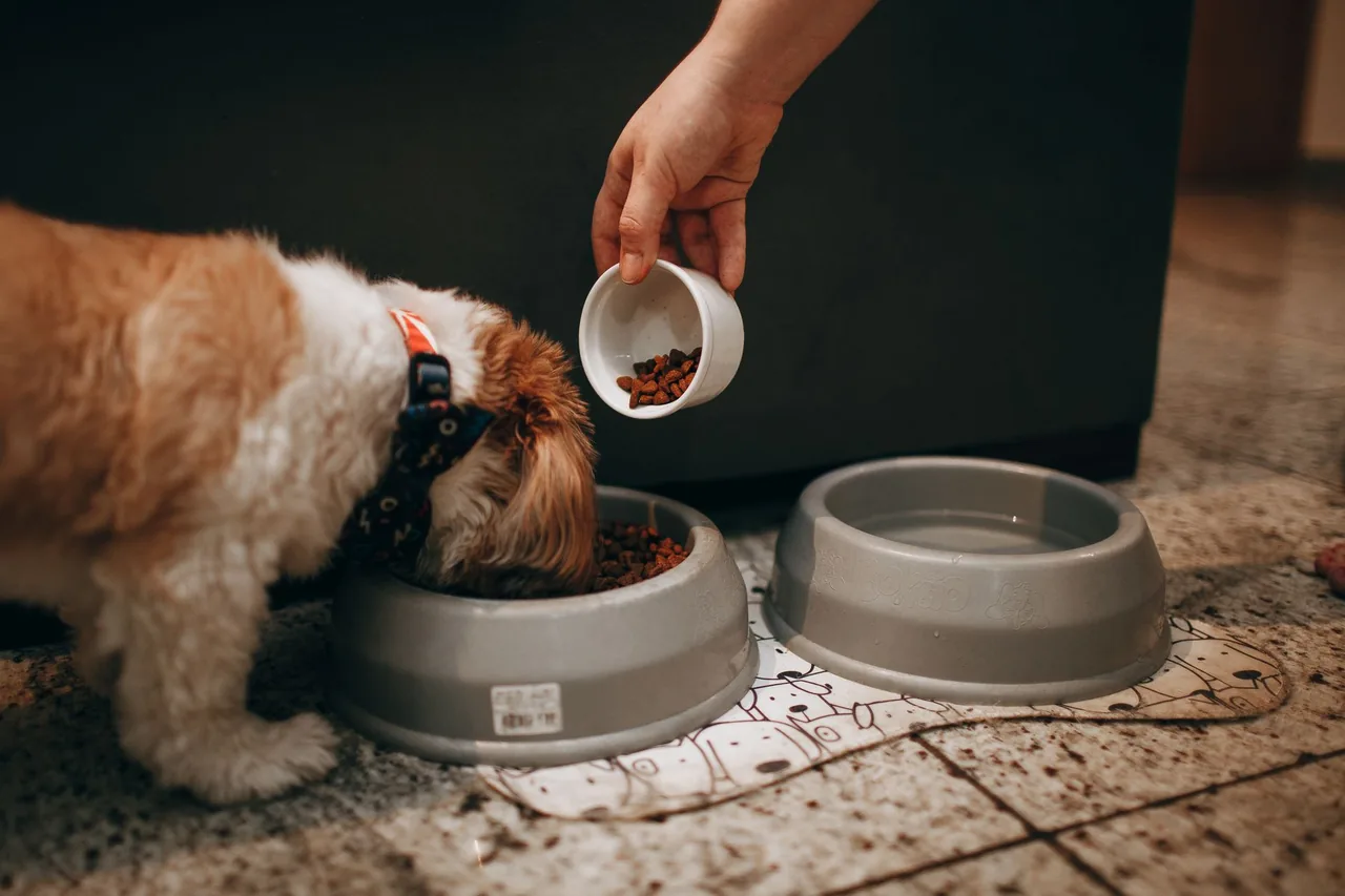 Un perro recibiendo croquetas en su tazón