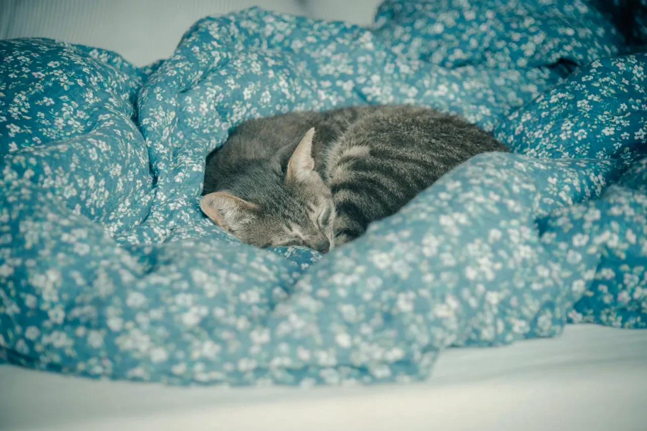 A cat sleeping comfortably on soft bedding
