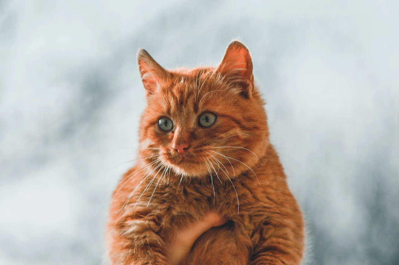 Un gato atigrado naranja y saludable