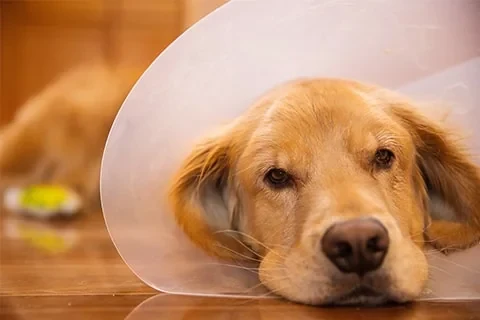 A golden retriever resting in a protective cone while recovering after surgery