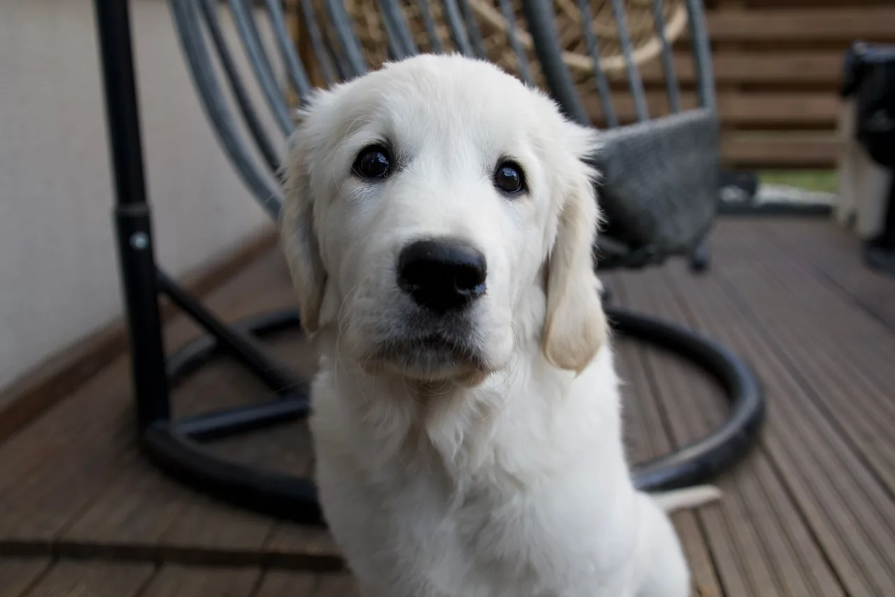 A young white golden retriever looking up